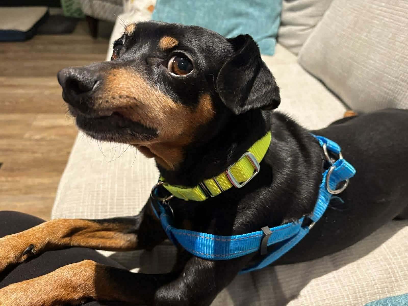 Flapjack thumbnail 4