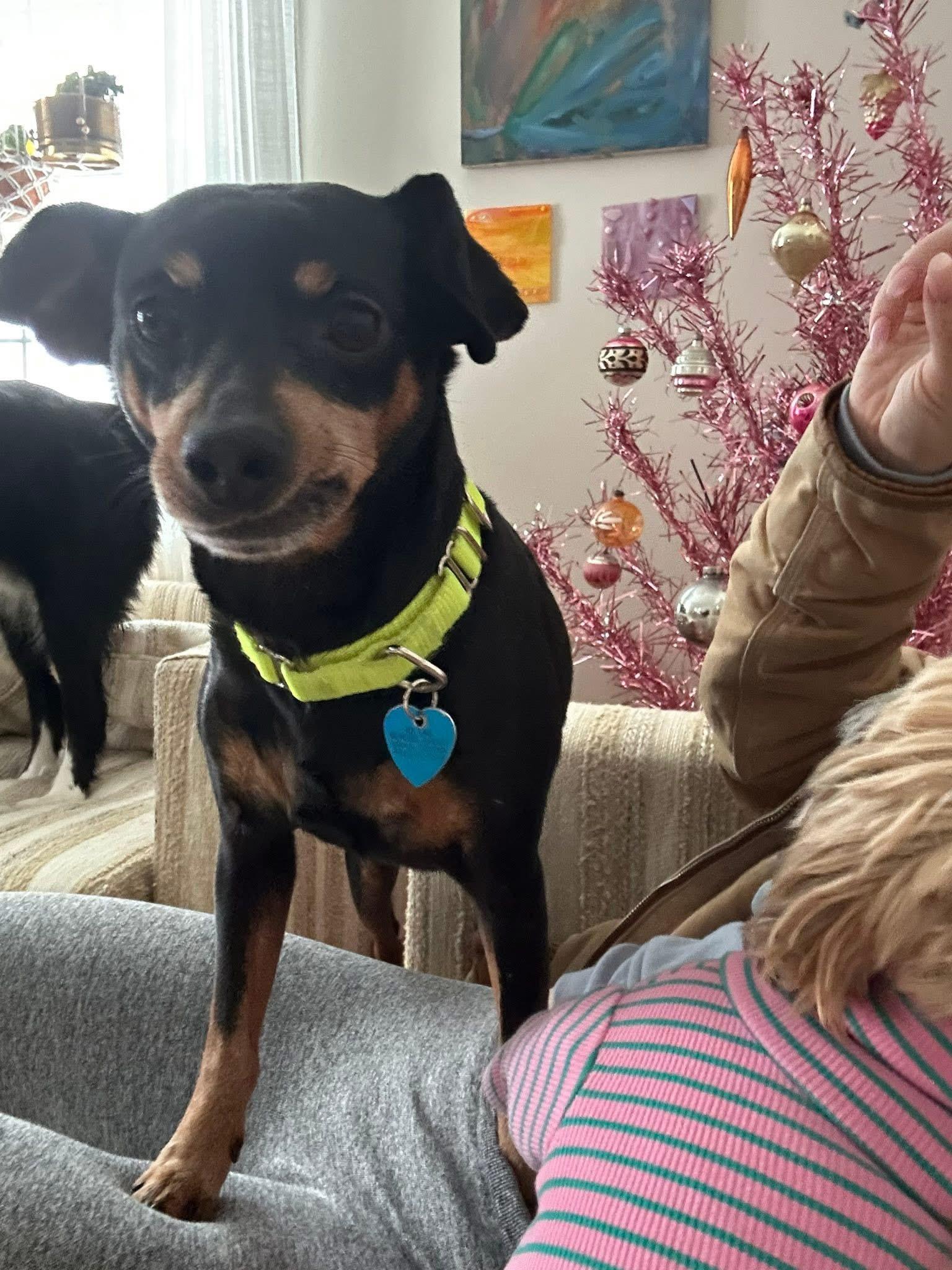 Flapjack thumbnail 5