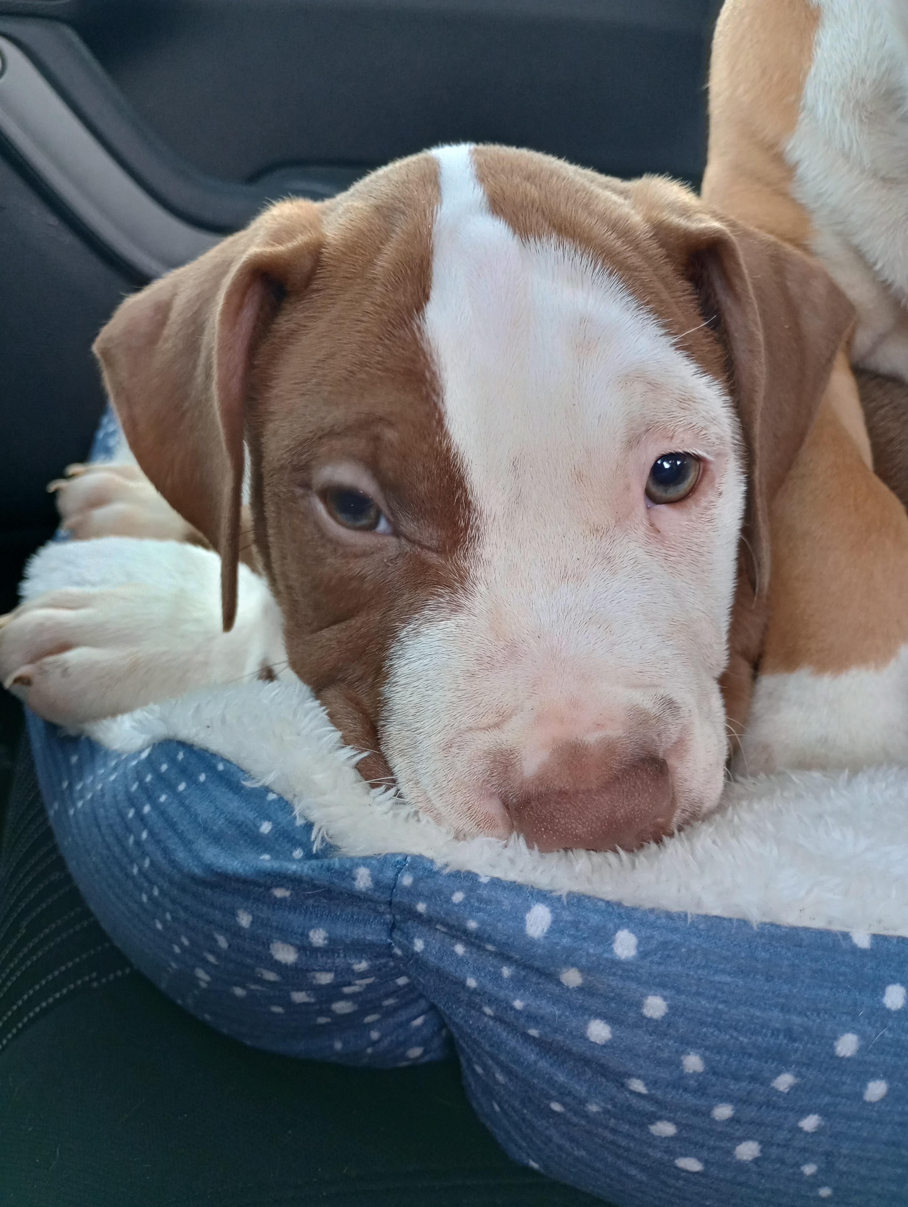 Rocksteady thumbnail 2