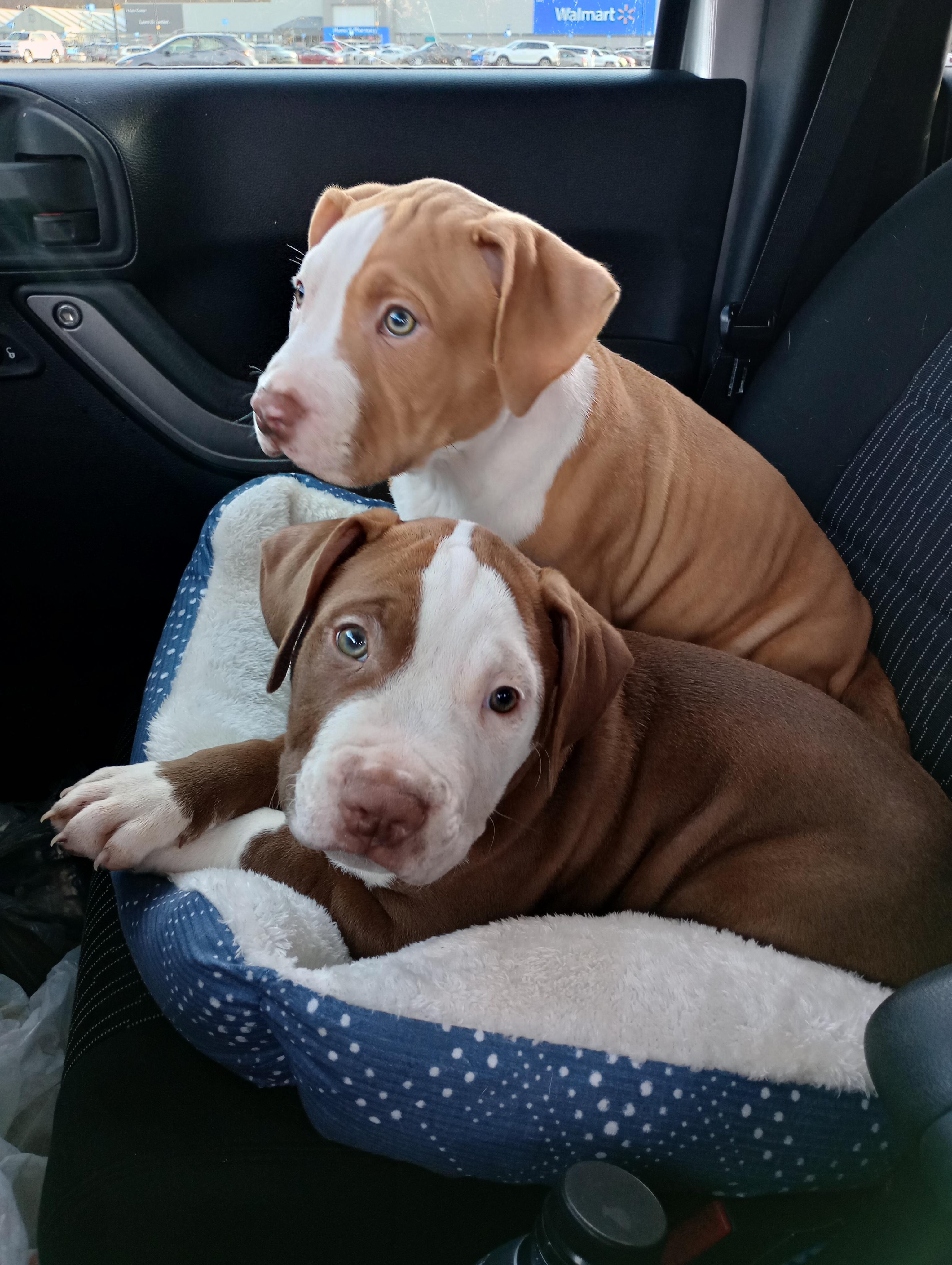 Rocksteady thumbnail 3