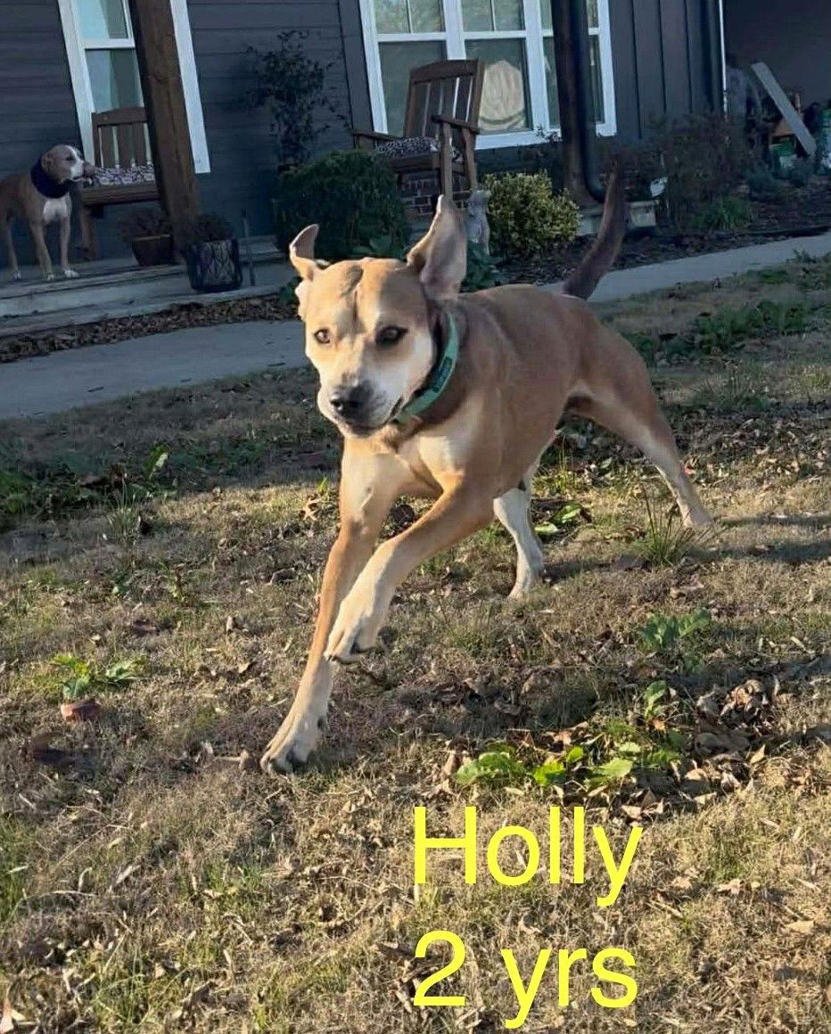 Holly