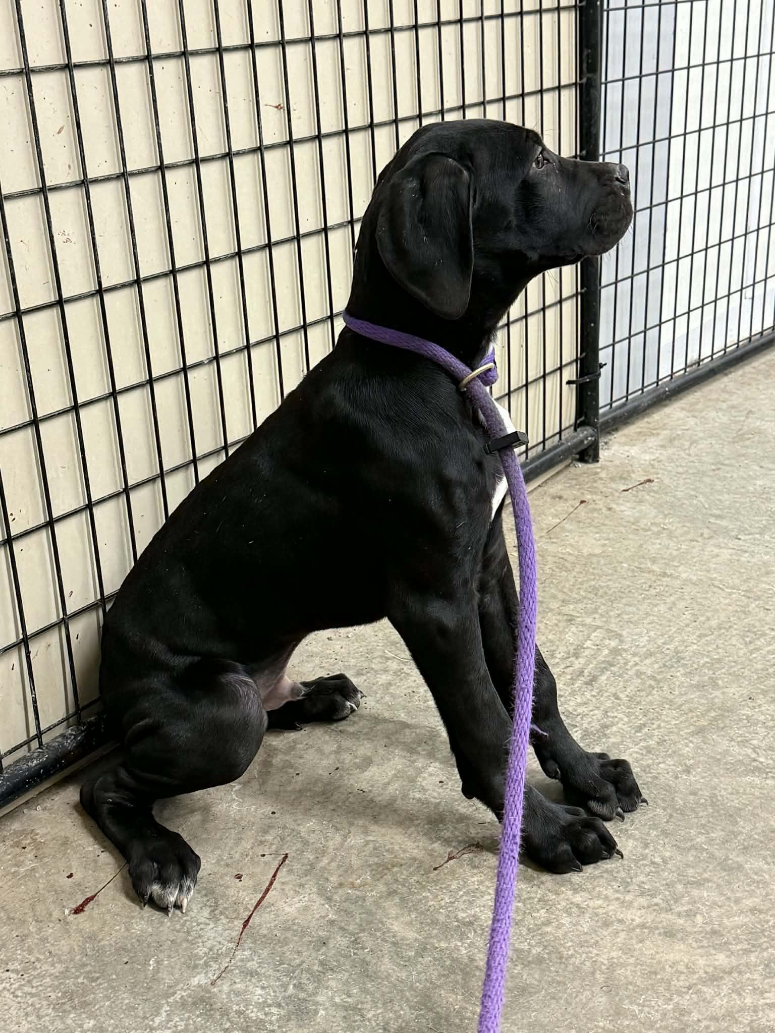 Sven And Kingston thumbnail 2