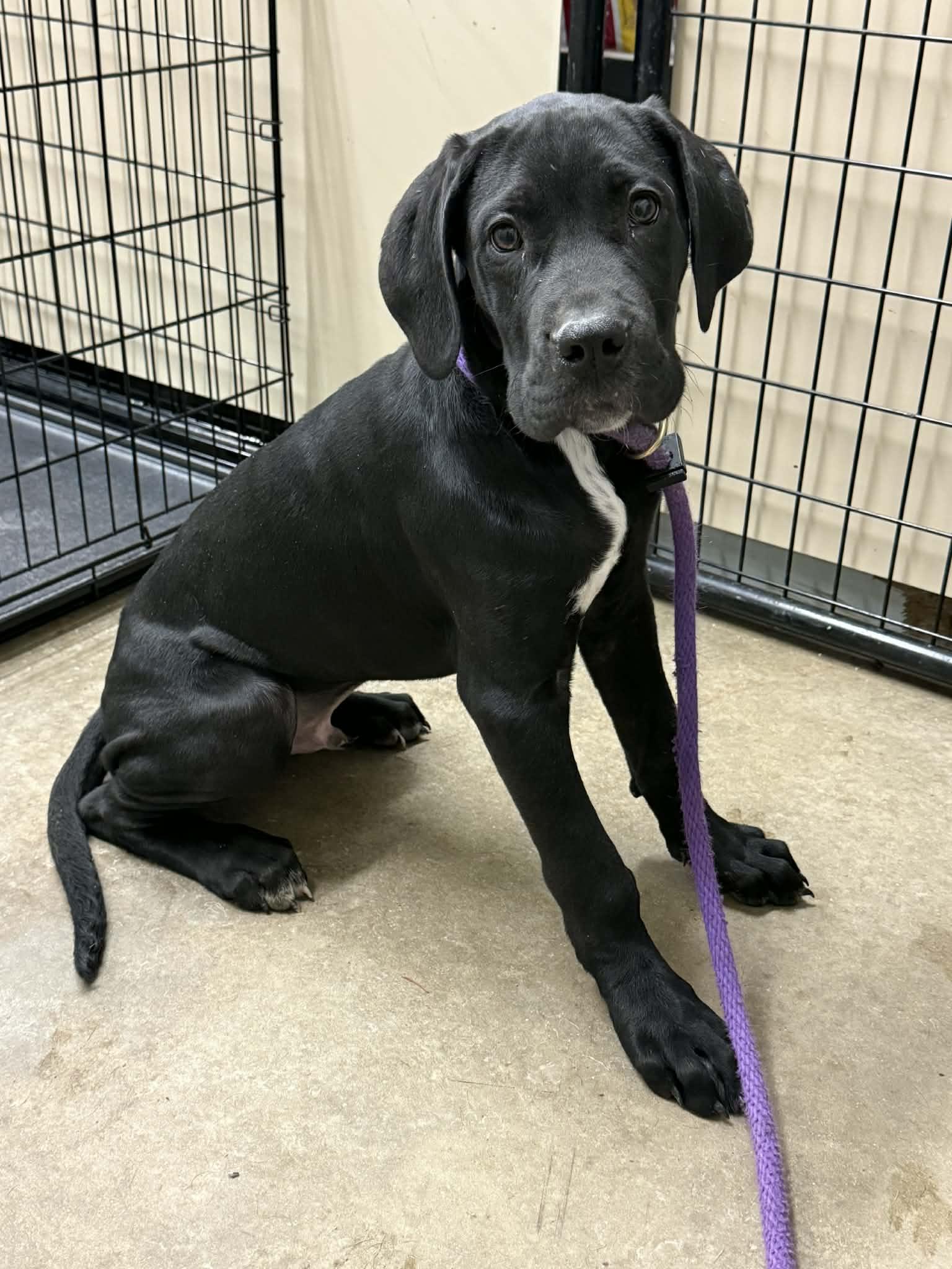 Sven And Kingston thumbnail 4