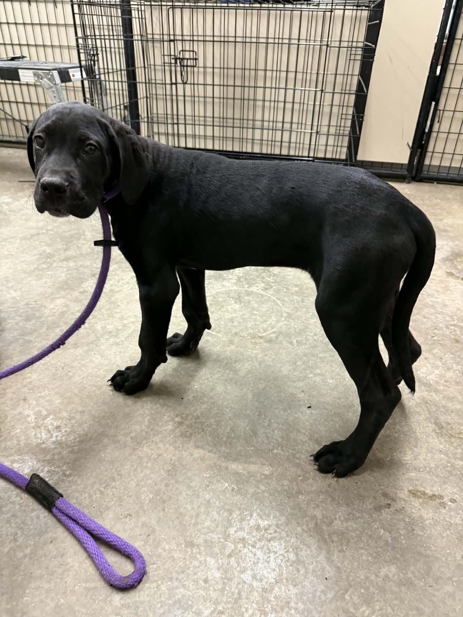 Sven And Kingston thumbnail 5