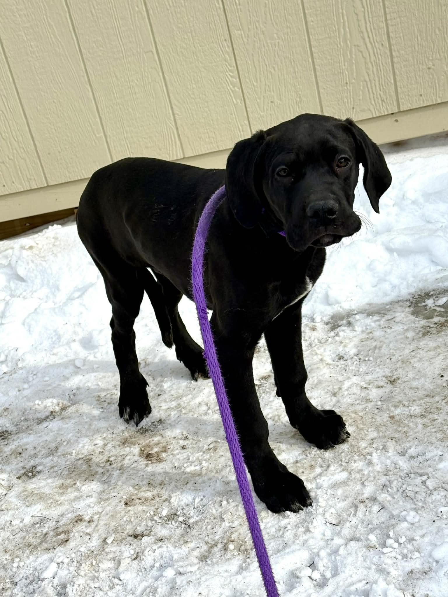 Sven And Kingston thumbnail 6