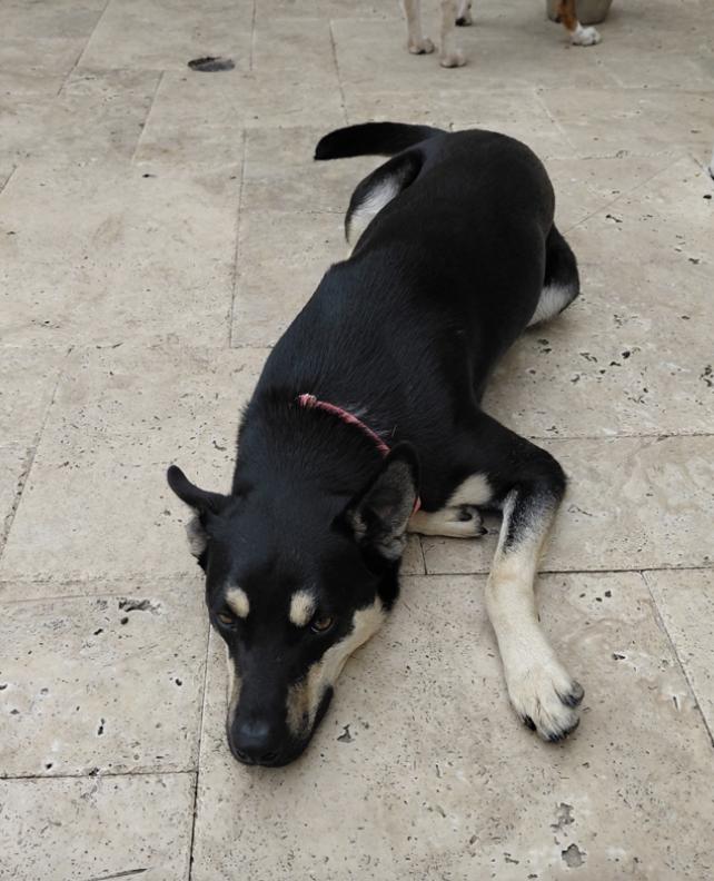 Prince : The Perfect thumbnail 4