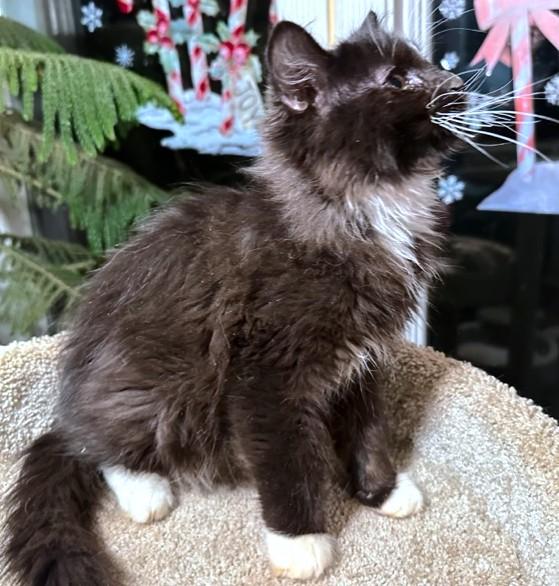 Captain Fluffy  Maine thumbnail 3