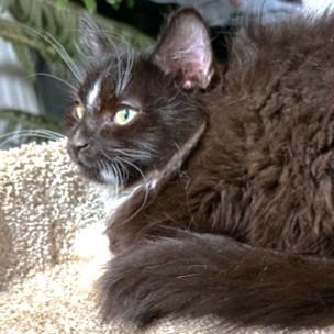 Captain Fluffy  Maine thumbnail 4