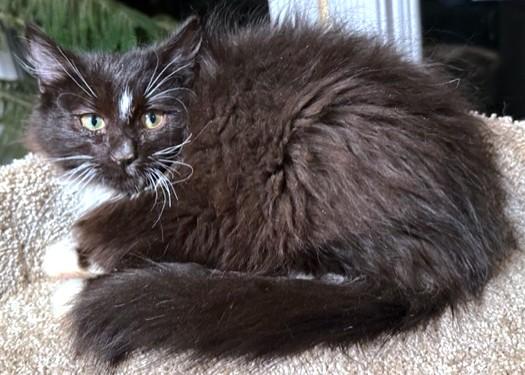 Captain Fluffy  Maine thumbnail 5