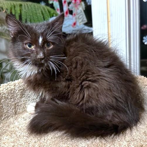 Captain Fluffy  Maine thumbnail 6