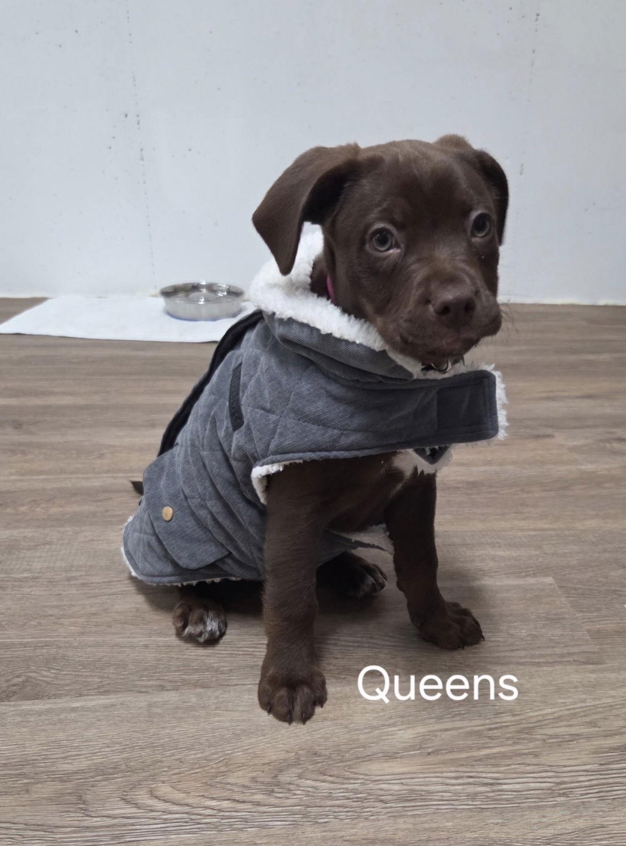 Queens thumbnail 3