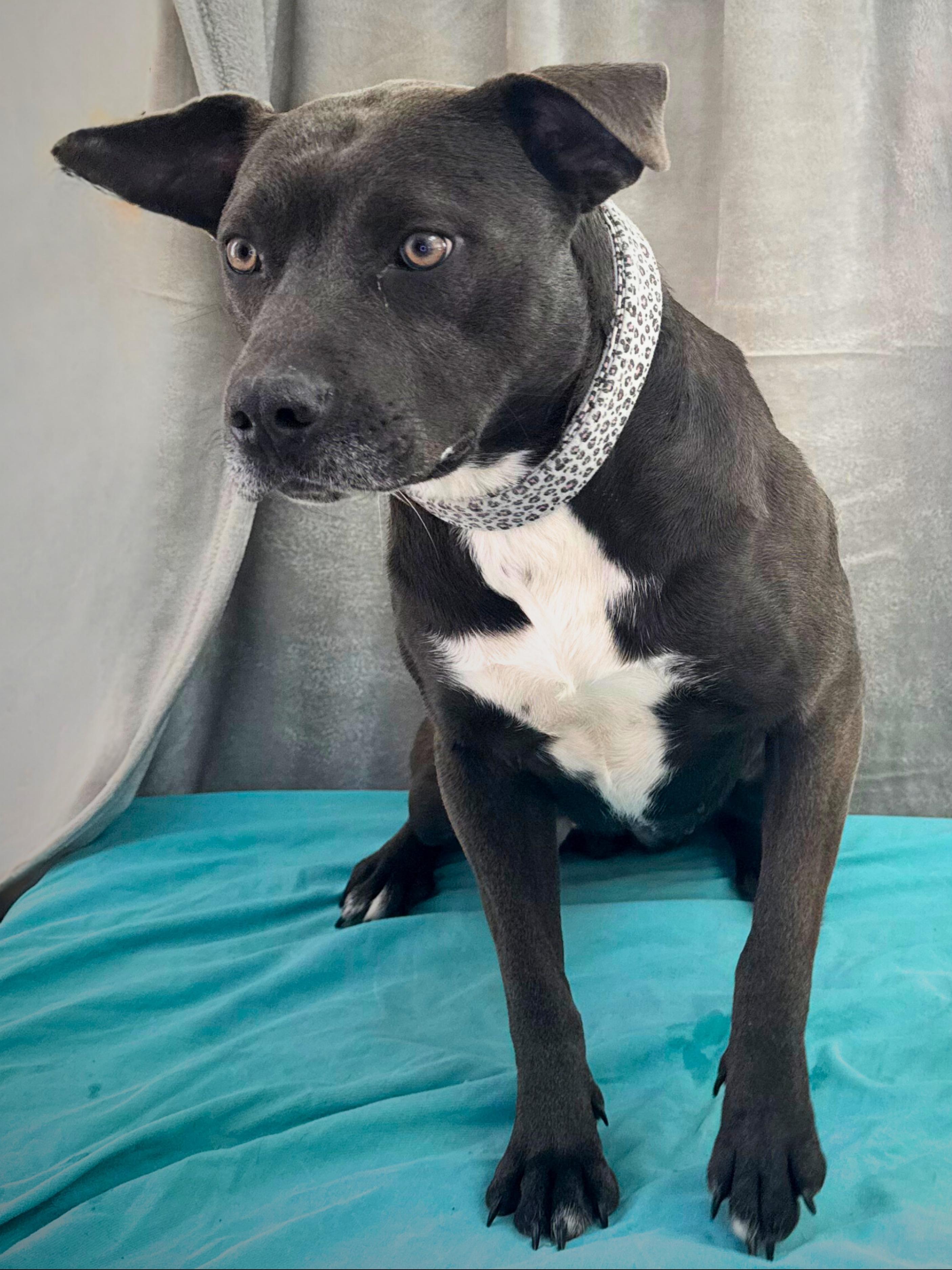 Steffi | Adult | thumbnail 2