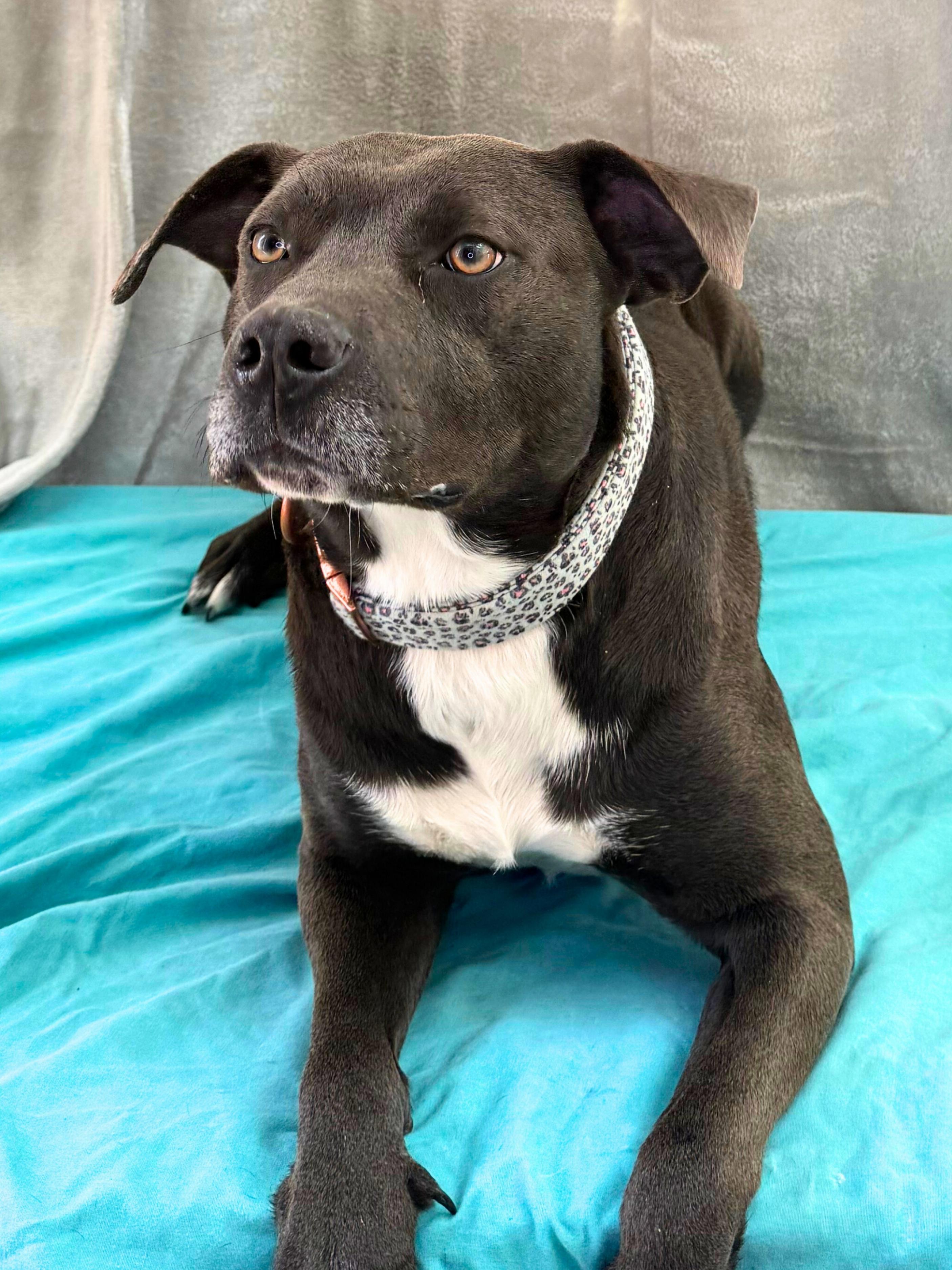 Steffi | Adult | thumbnail 3