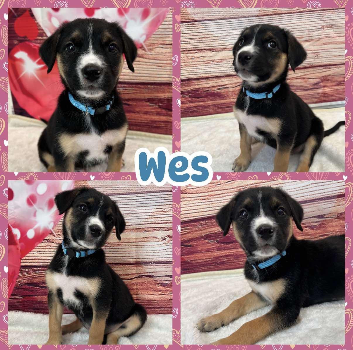 Wes
