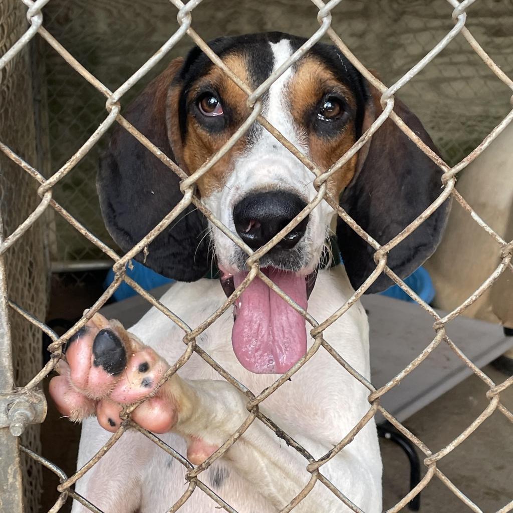 Roscoe Jenkins thumbnail 2