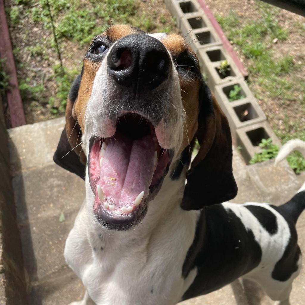 Roscoe Jenkins thumbnail 6