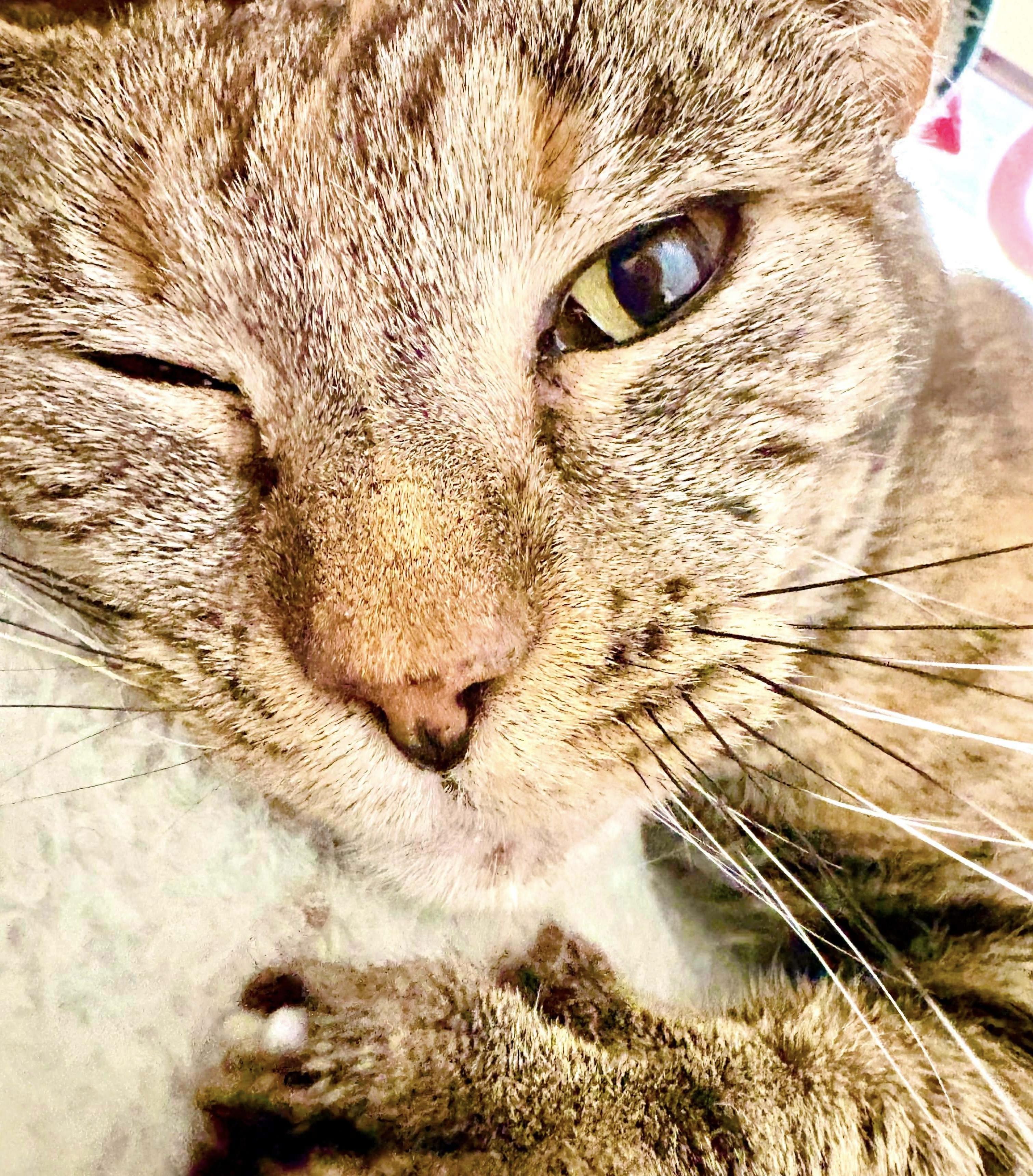 Tiramisu thumbnail 2