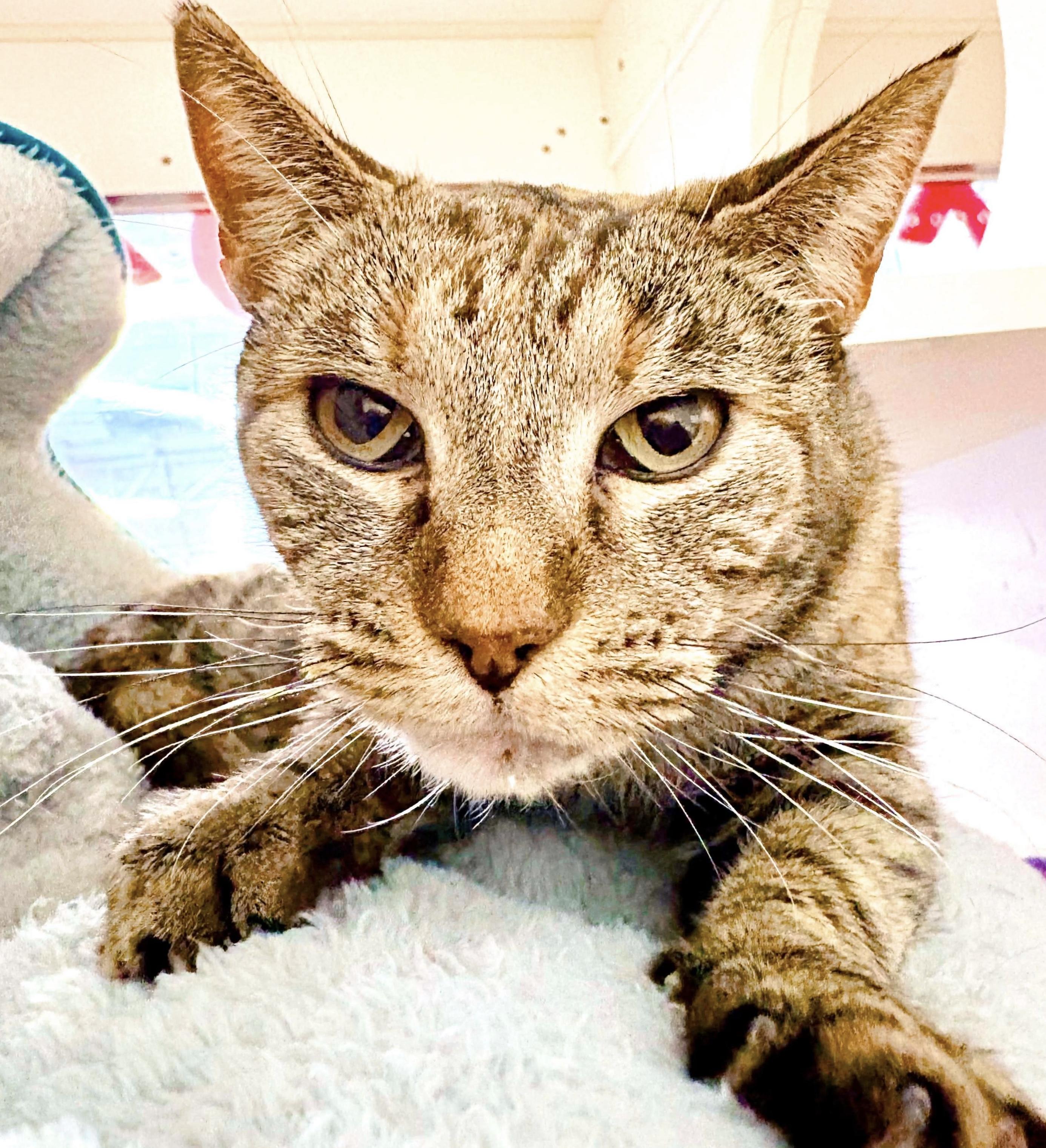 Tiramisu thumbnail 3