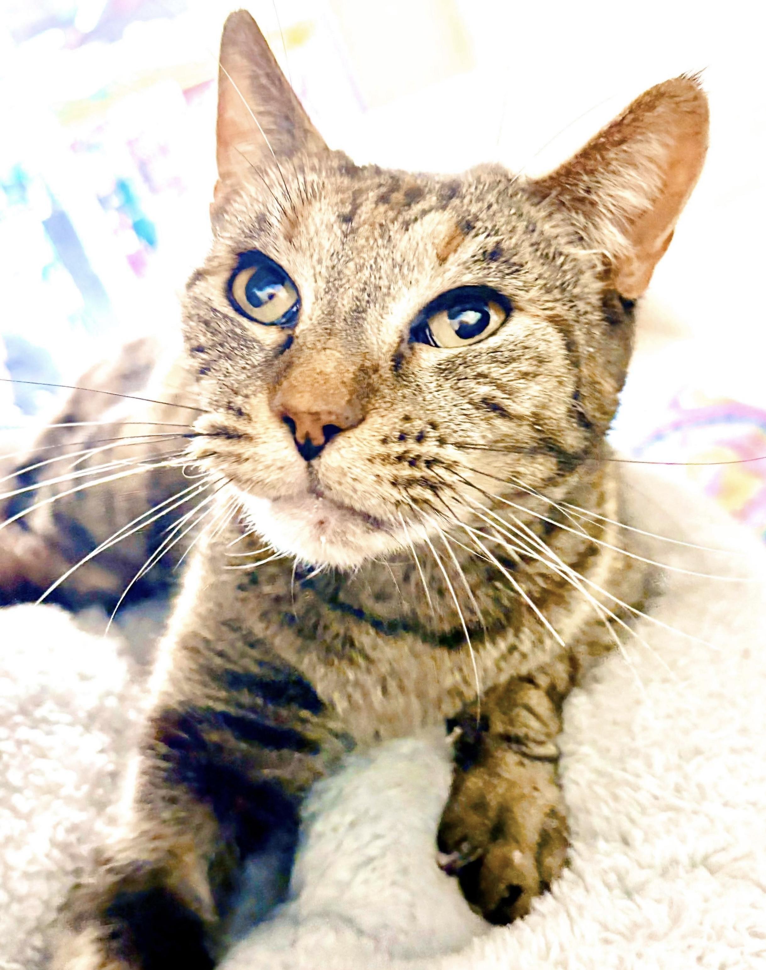 Tiramisu thumbnail 4