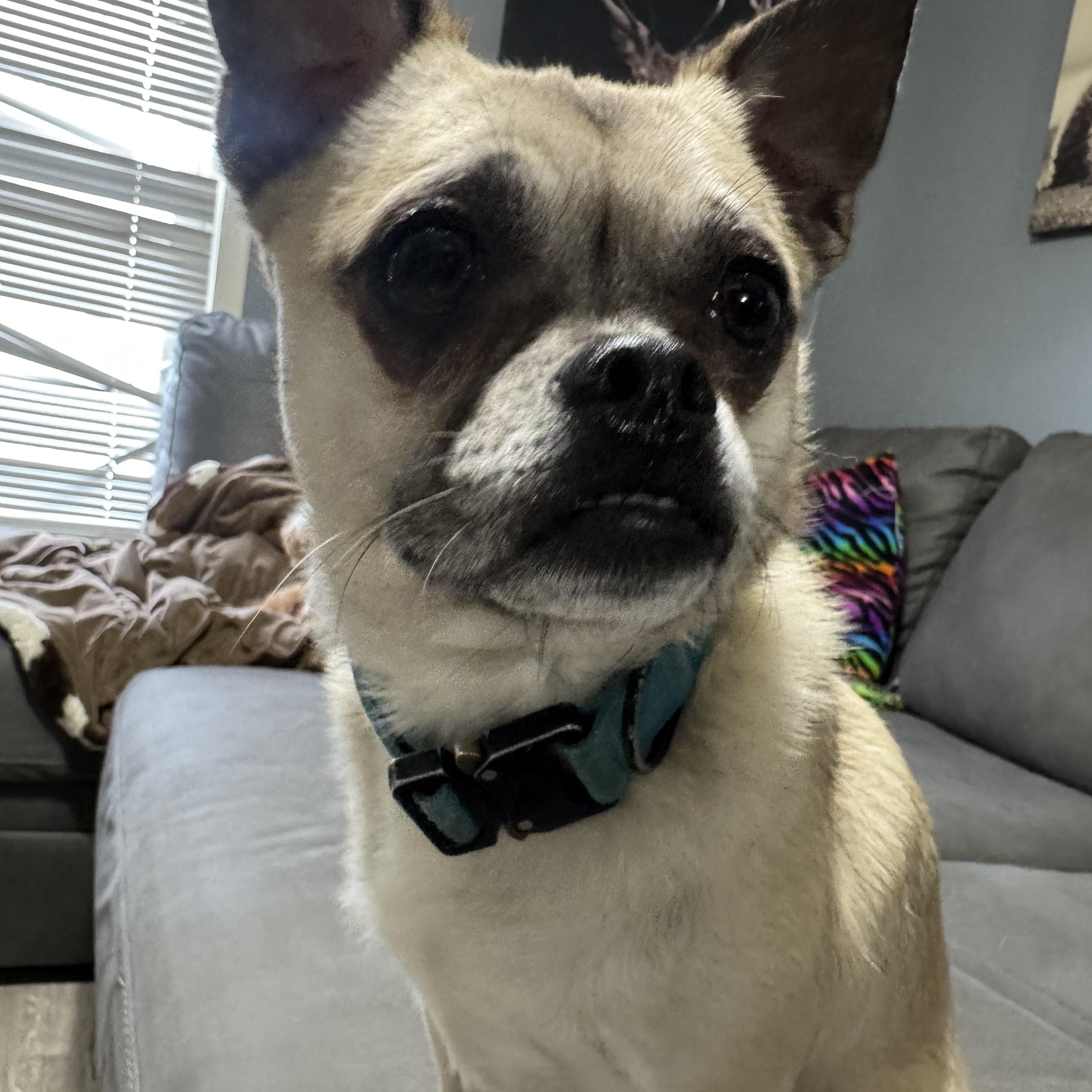 Max! Affectionate Silly Guy! thumbnail 2