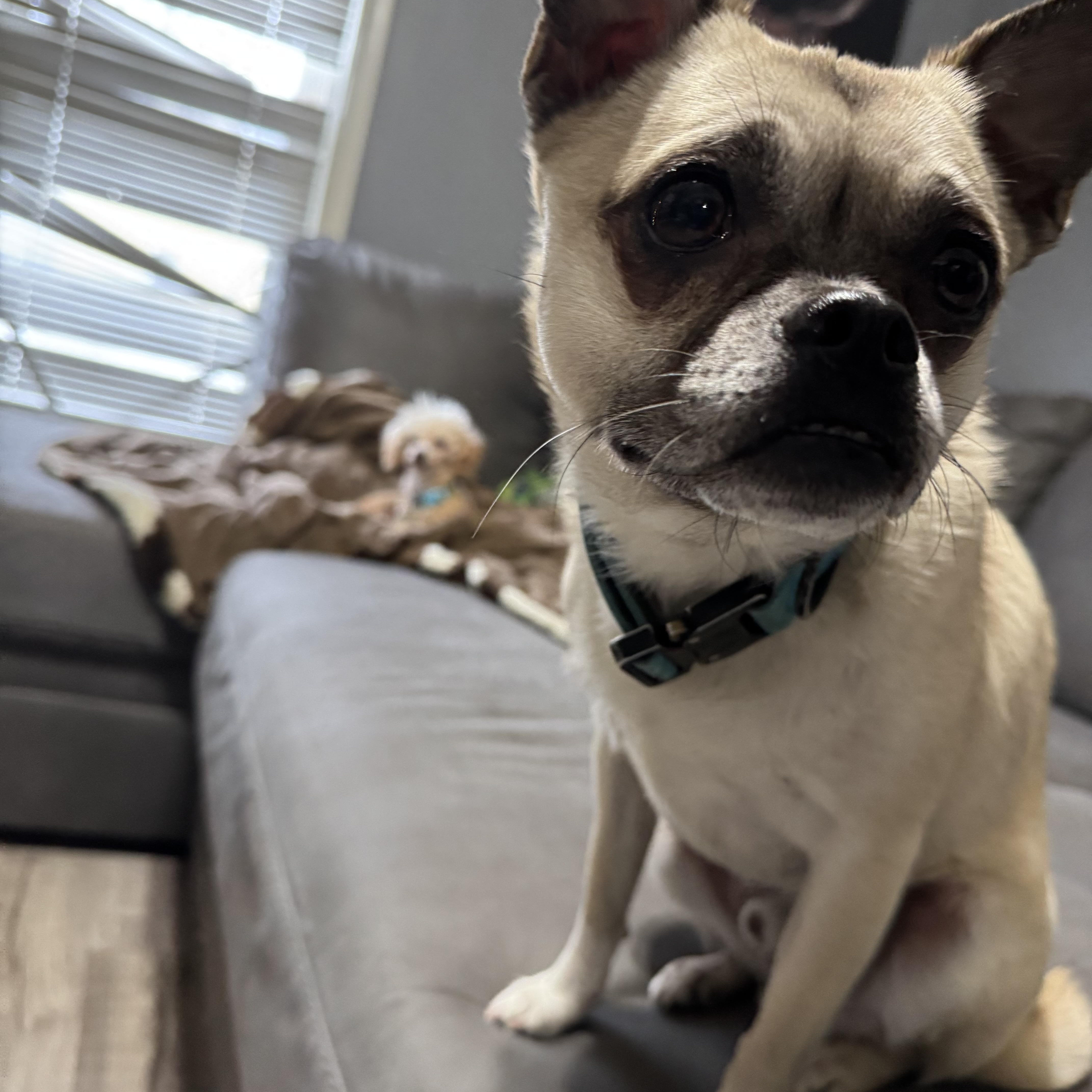 Max! Affectionate Silly Guy! thumbnail 3