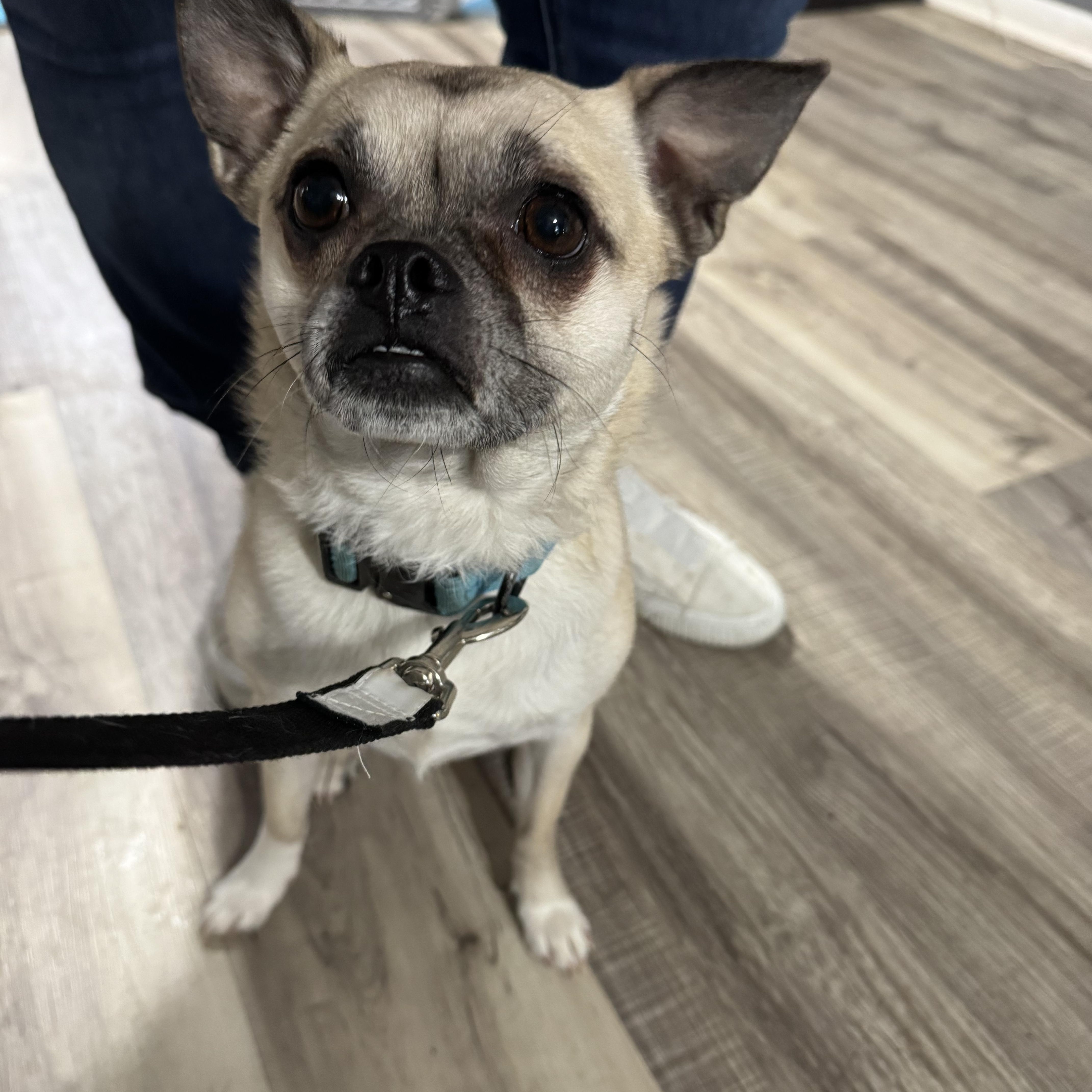 Max! Affectionate Silly Guy! thumbnail 4