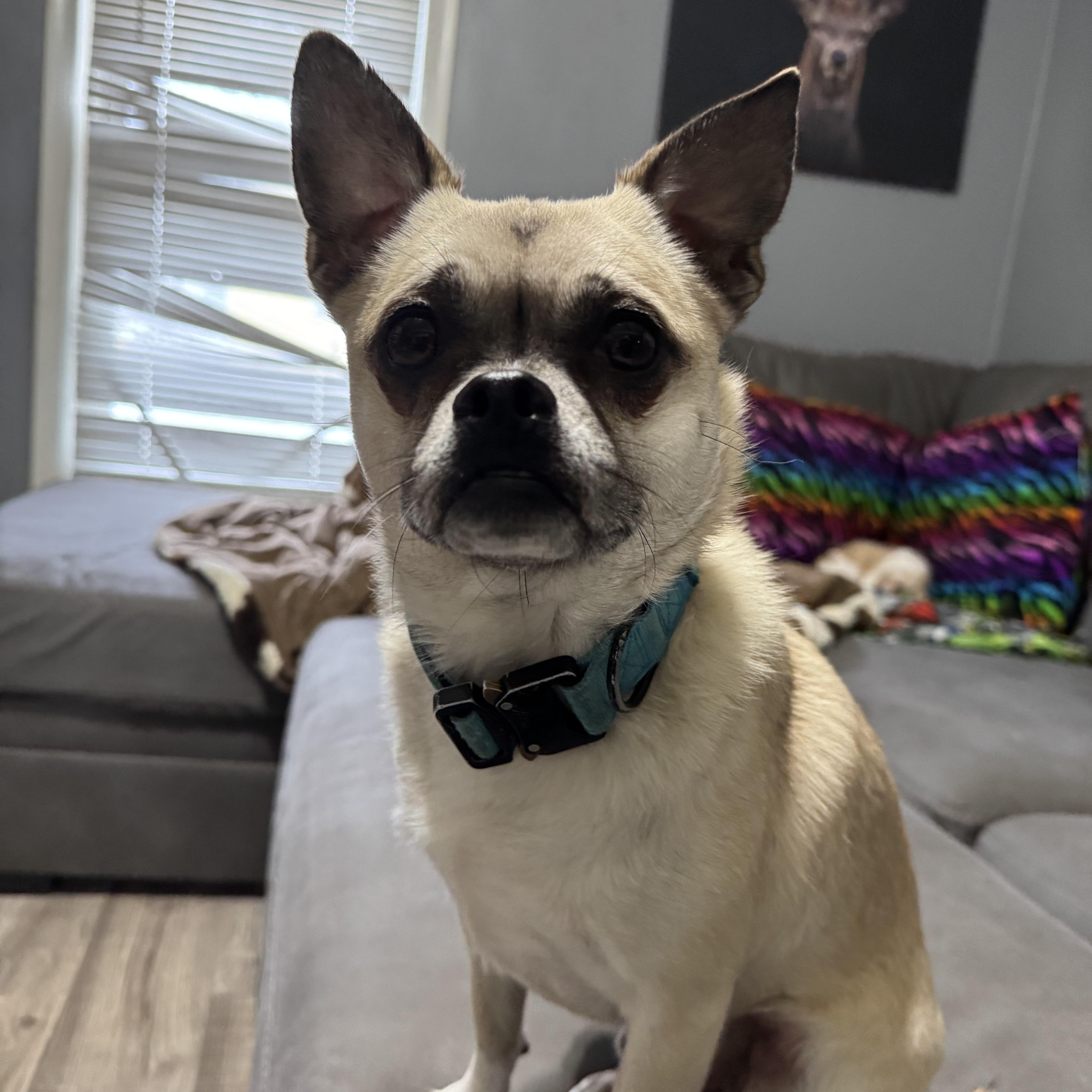 Max! Affectionate Silly Guy!