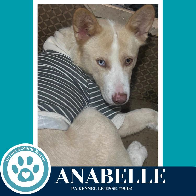 Anabelle thumbnail 3