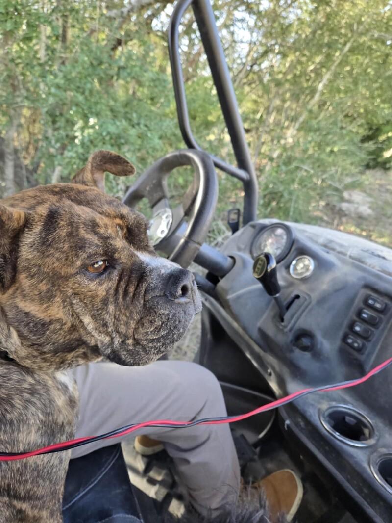 Apple Connie Professional Lovebug thumbnail 3