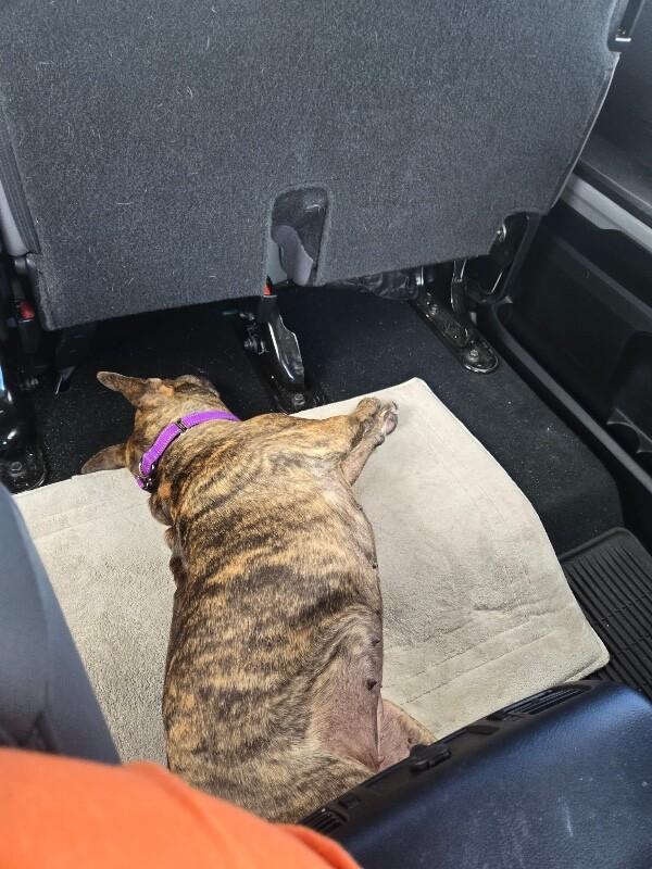 Apple Connie Professional Lovebug thumbnail 4