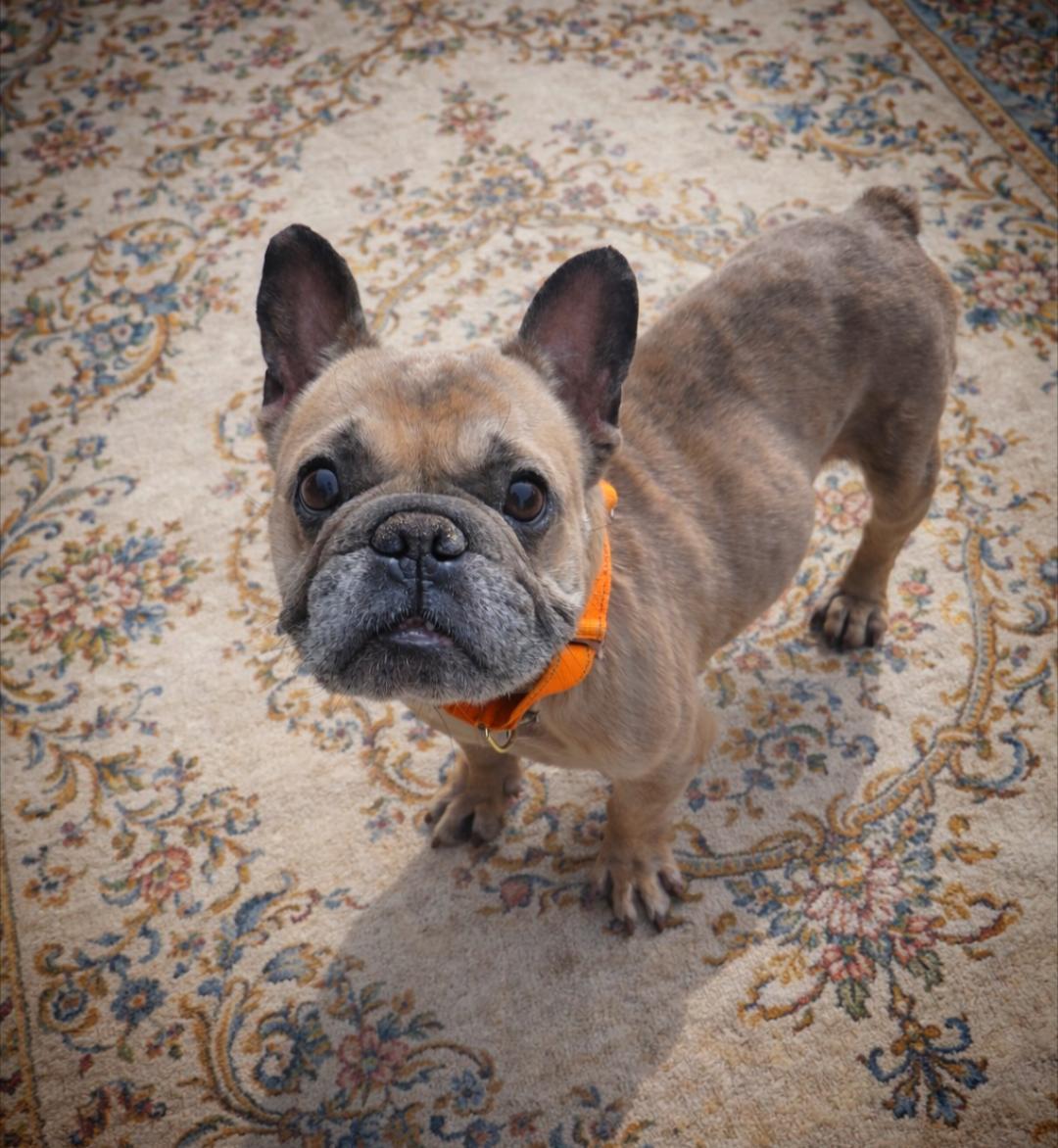 Scoots Von Kissyface thumbnail 3