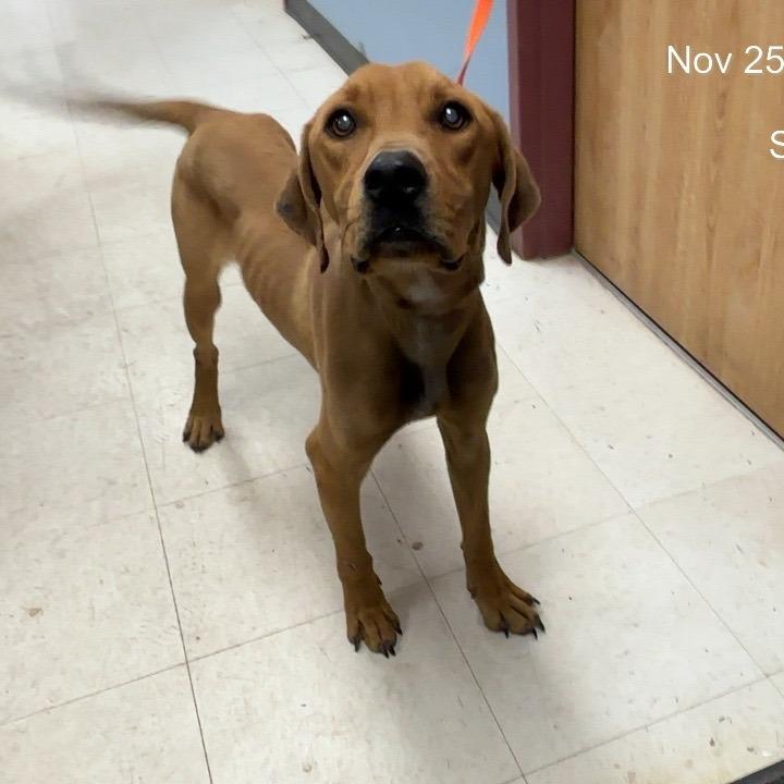 Chopper Pp thumbnail 2