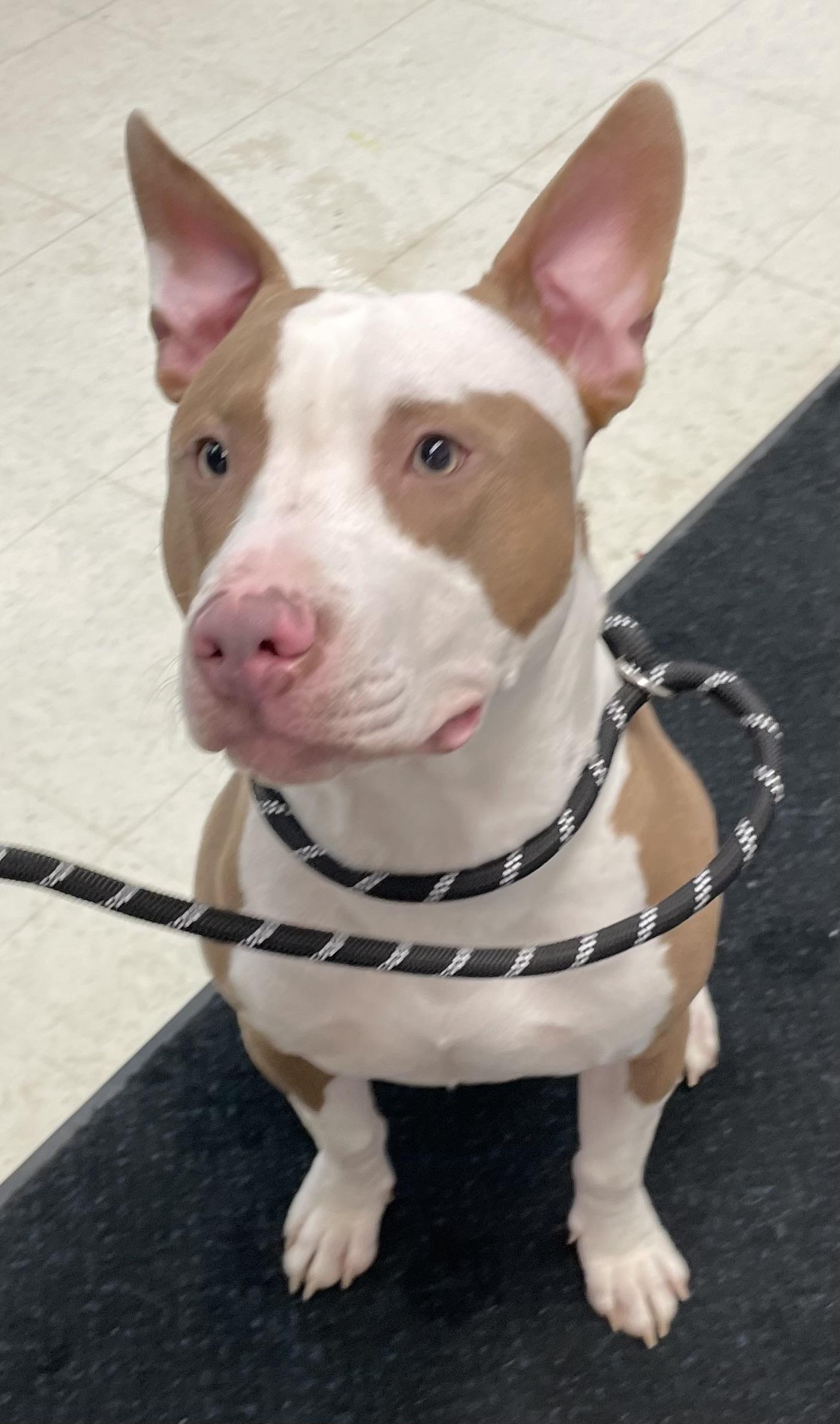 Chip Hold thumbnail 3