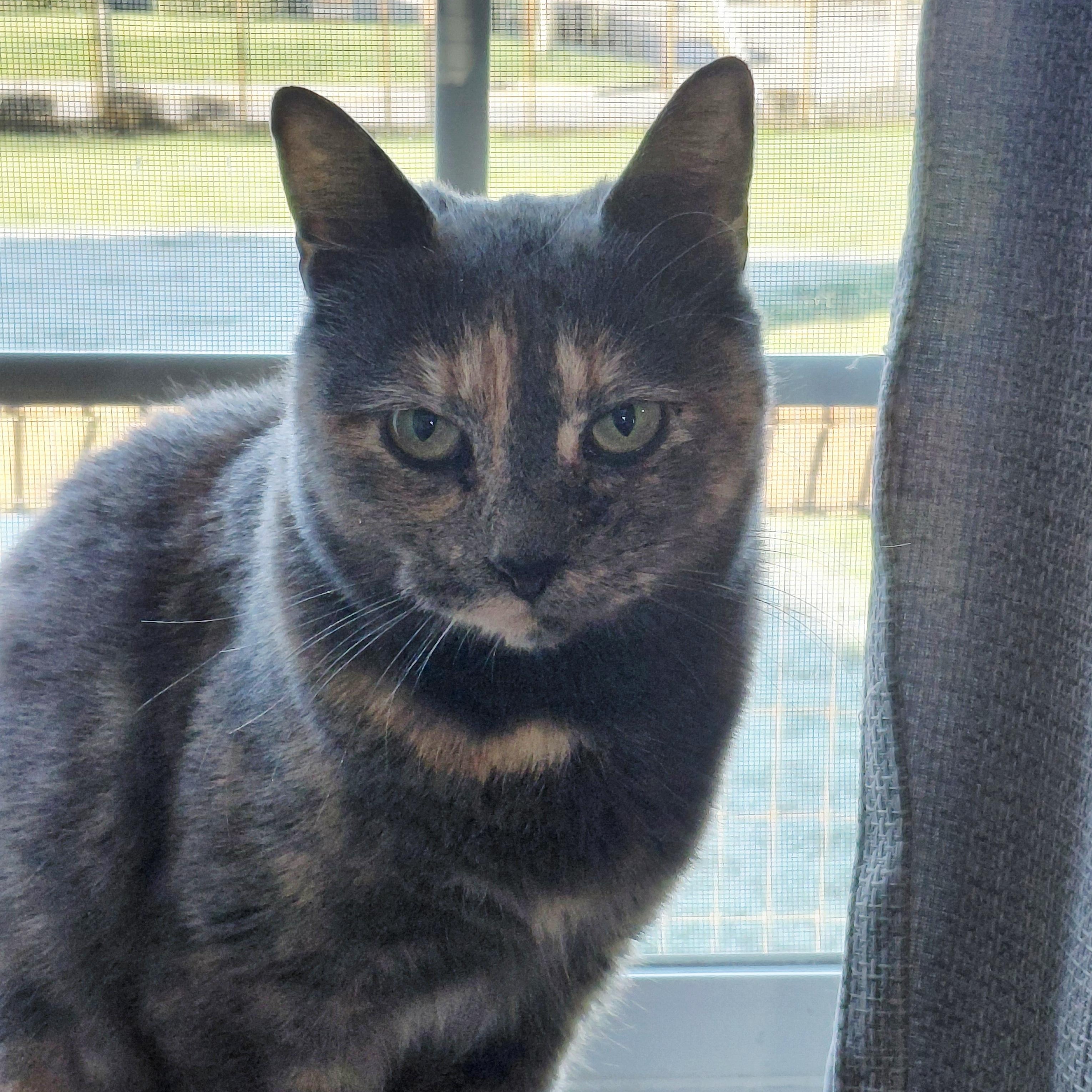 Sparklesch thumbnail 2