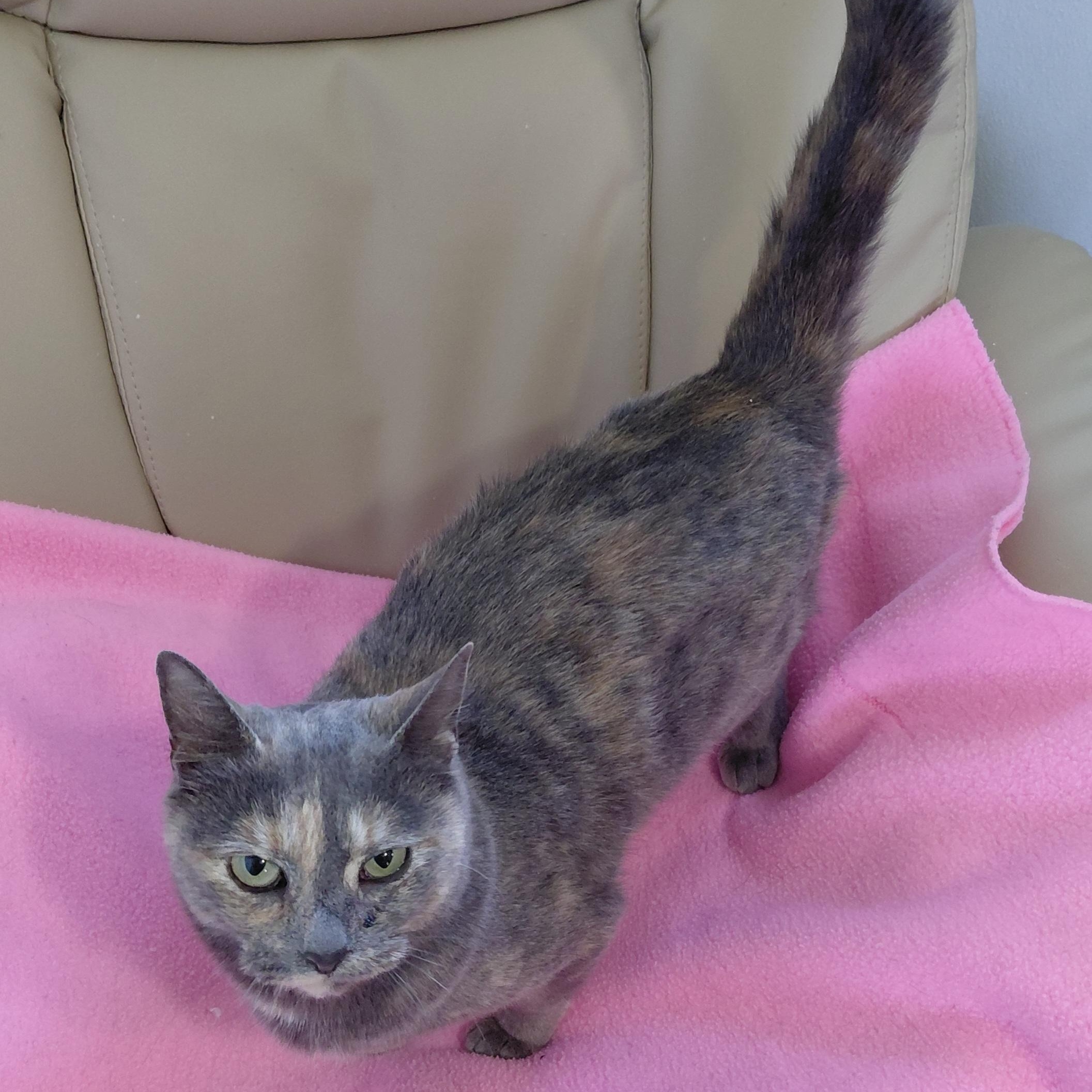 Sparklesch thumbnail 5