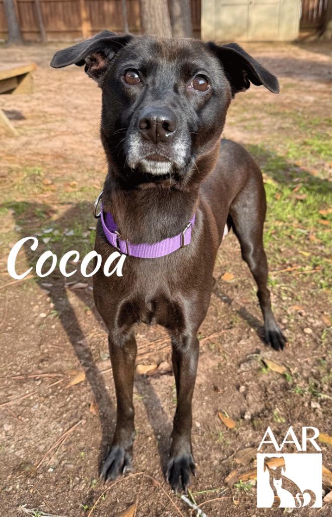 Cocoa thumbnail 2