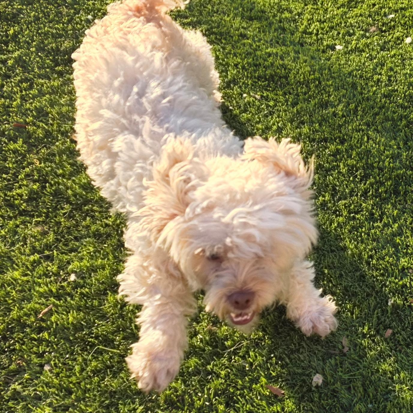 Charlotte thumbnail 2