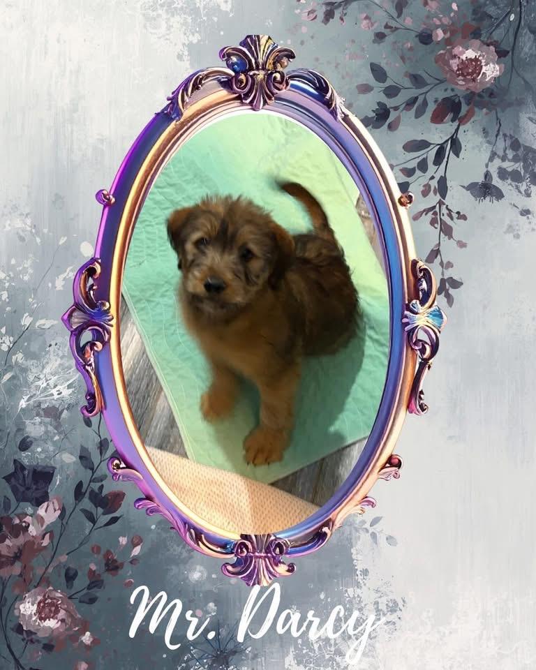 Mr Darcy thumbnail 2