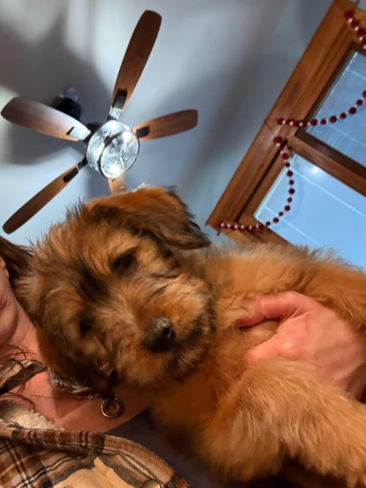 Mr Darcy thumbnail 3