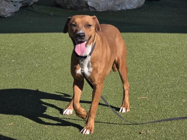 Gingersnap thumbnail 2