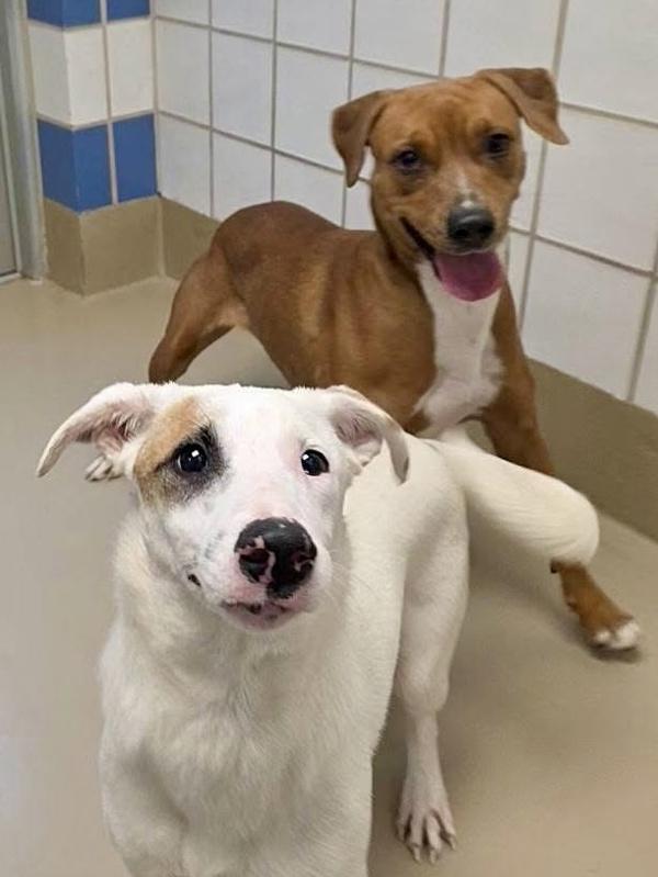 Gingersnap thumbnail 3