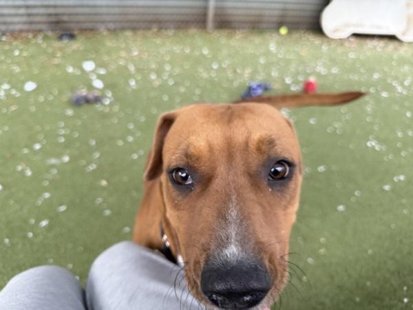 Gingersnap thumbnail 4