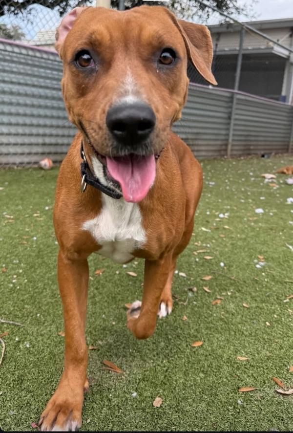 Gingersnap thumbnail 5