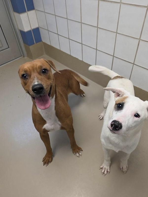 Gingersnap thumbnail 6