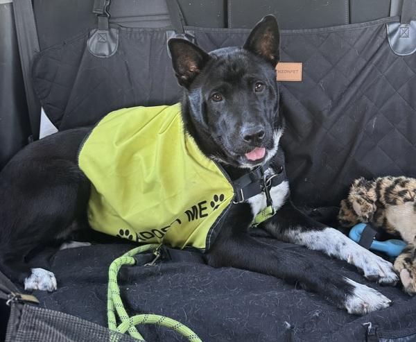 Cornelia thumbnail 4