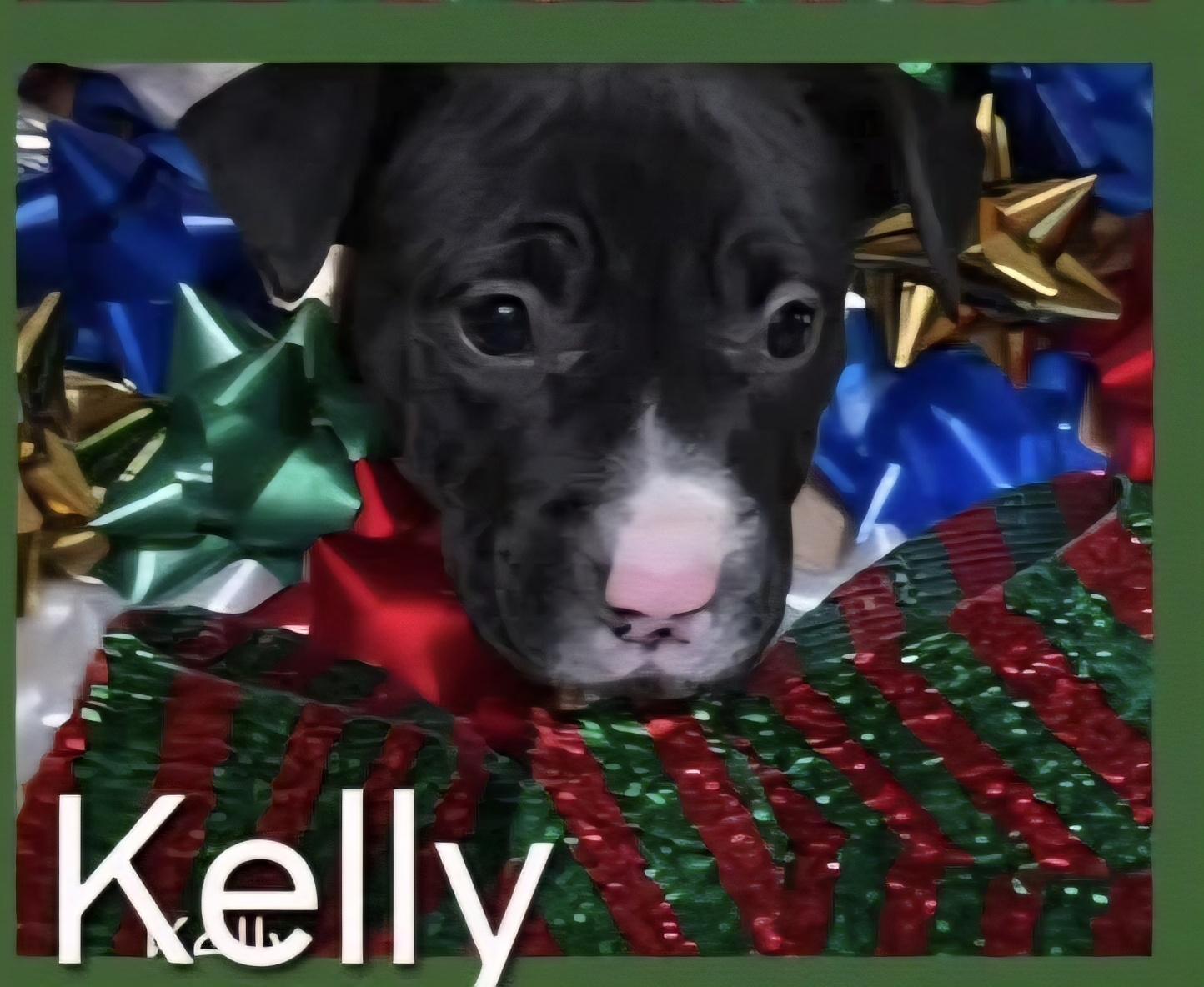 Kelly thumbnail 2