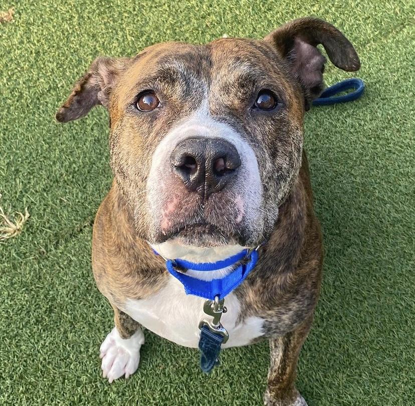 Little Bear thumbnail 5