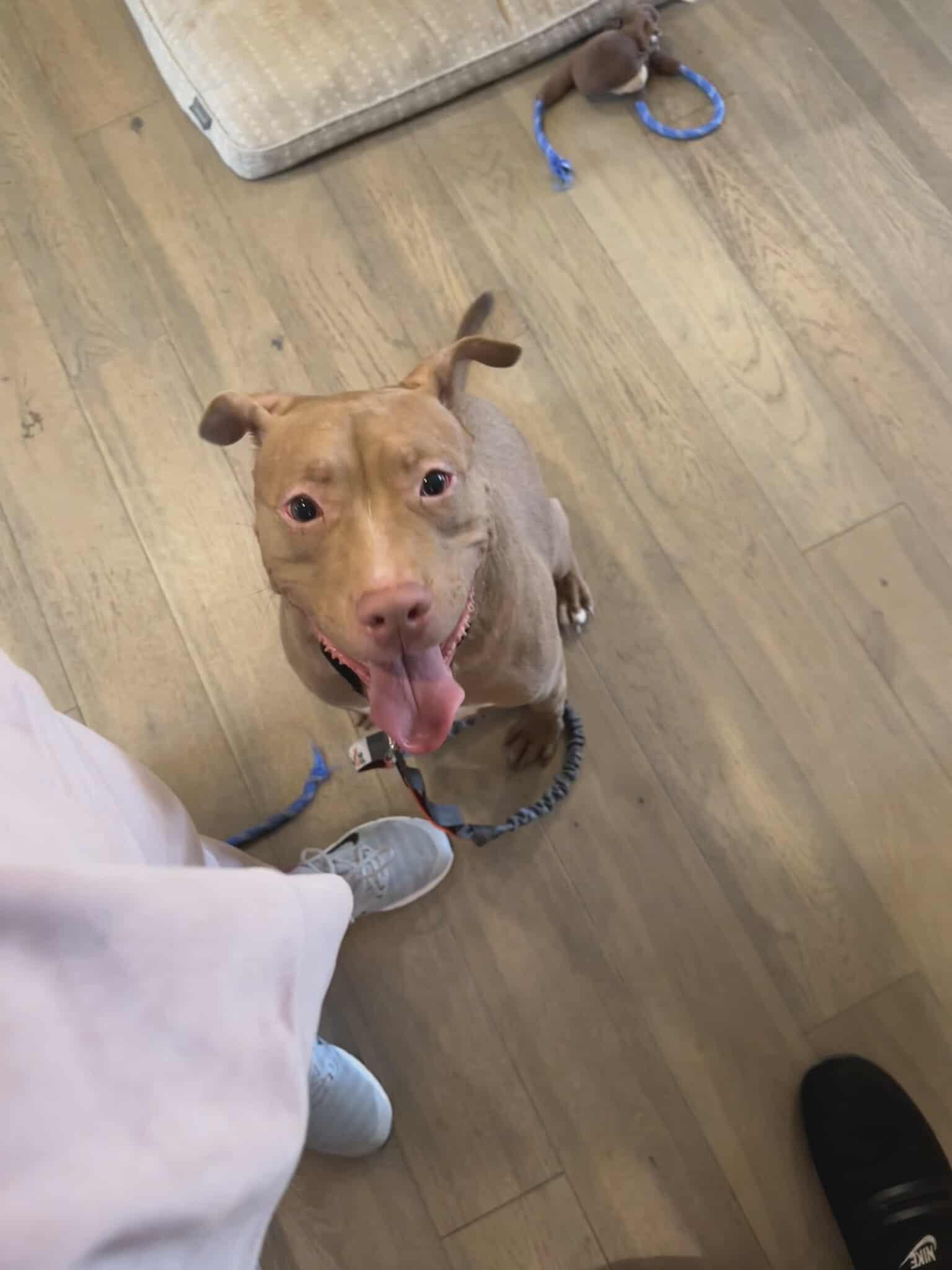 Buddy The Elf thumbnail 2