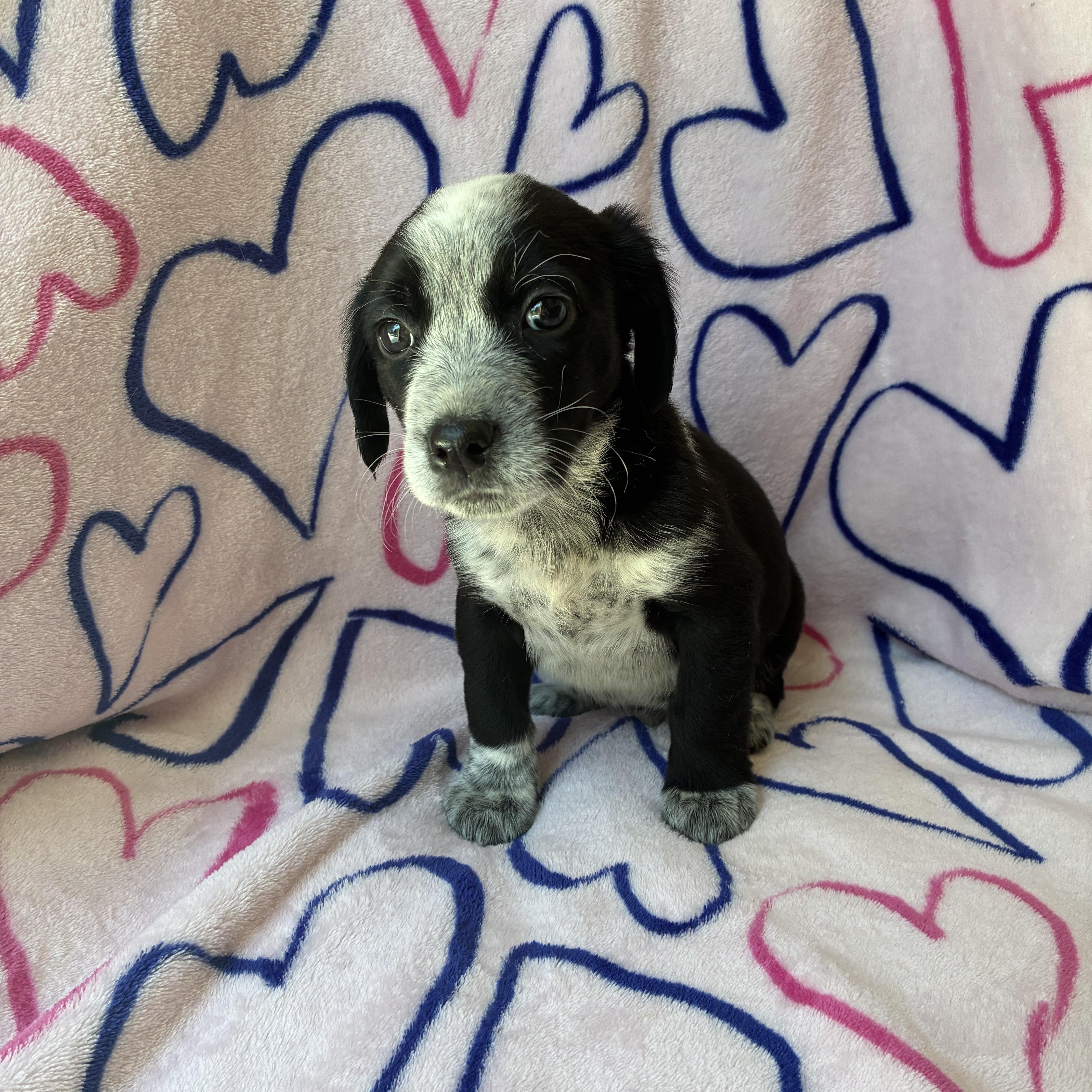 Valentino thumbnail 2