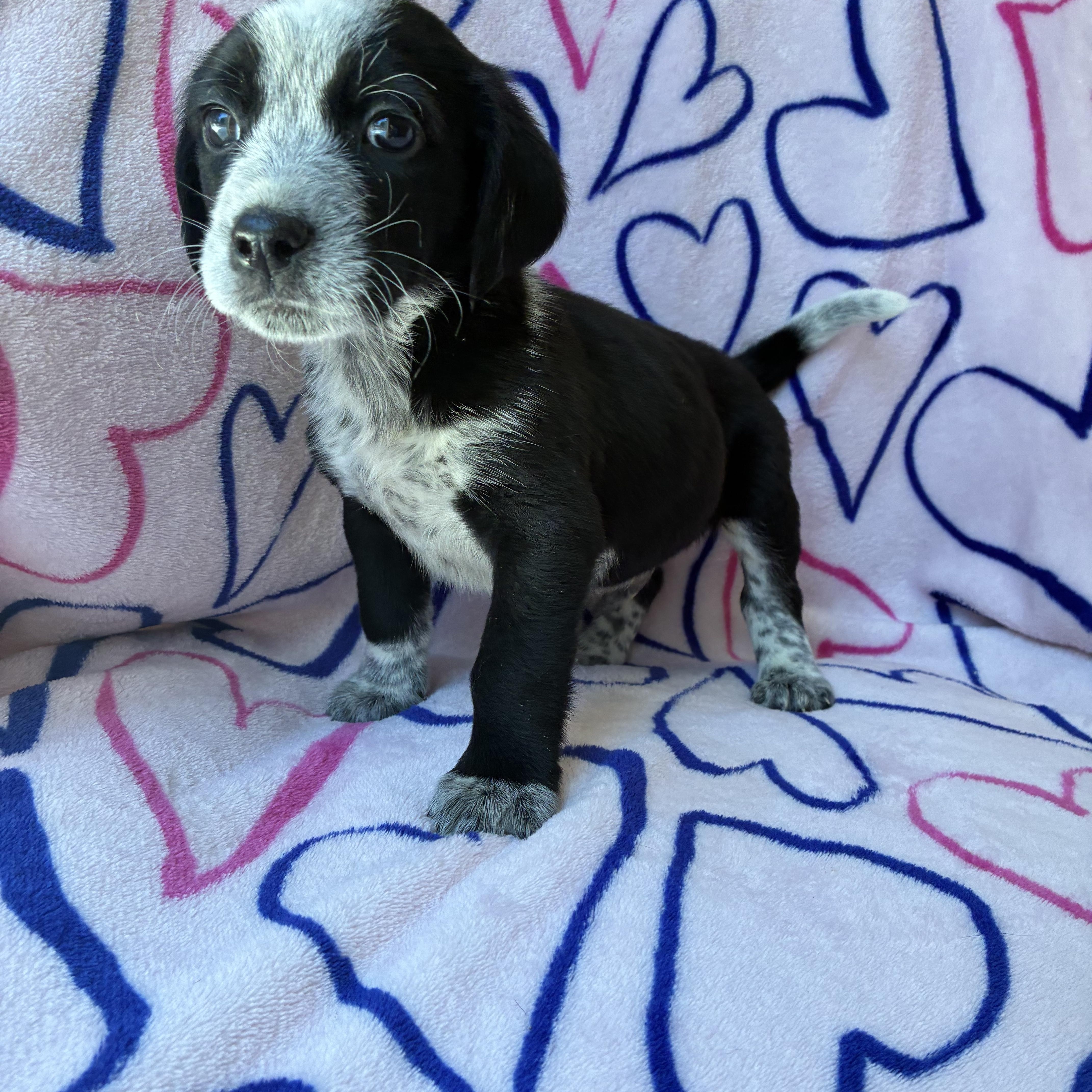 Valentino thumbnail 4